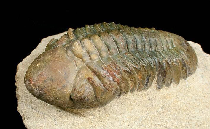 Inch Reedops Trilobite - Great Eyes #4931